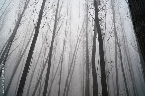 the fog. fog in a dark forest.