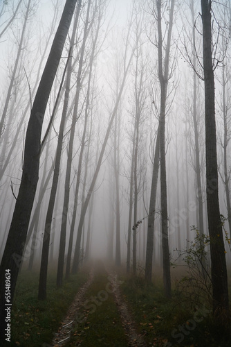 the fog. fog in a dark forest.