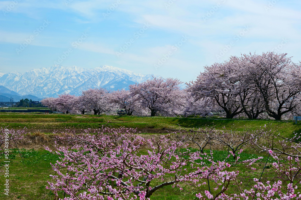春の四重奏で知られる、舟川べり桜並木。朝日、富山、日本。4月中旬。