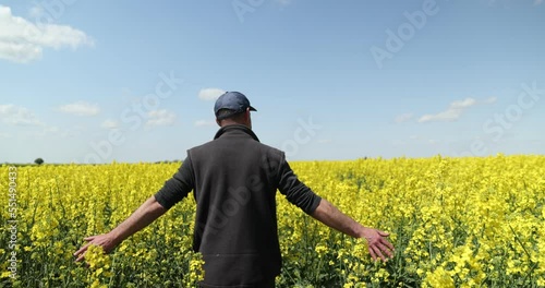 View from the back a man walking in a field of yellow flower. touches the rapeseed flowers with his hand. on a sunny summer day.