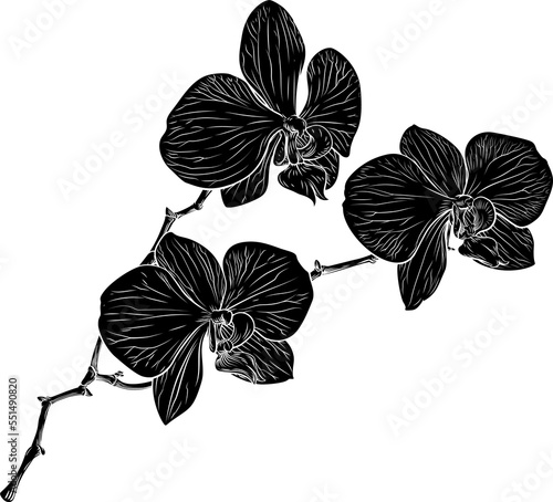 Orchid Flower Woodcut Orchi...