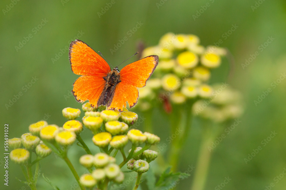 butterfly on flower butterfly on flower