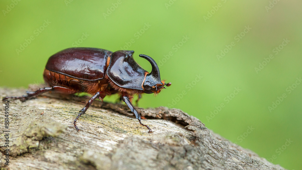 The European rhinoceros beetle (Oryctes nasicornis)