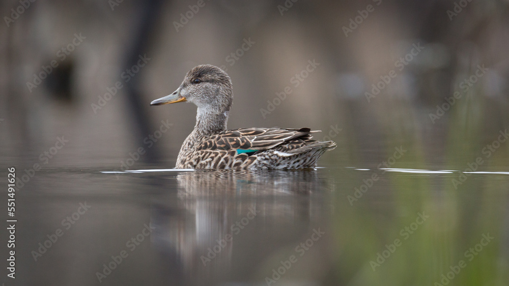 Fototapeta premium The gadwall (Mareca strepera) female on water