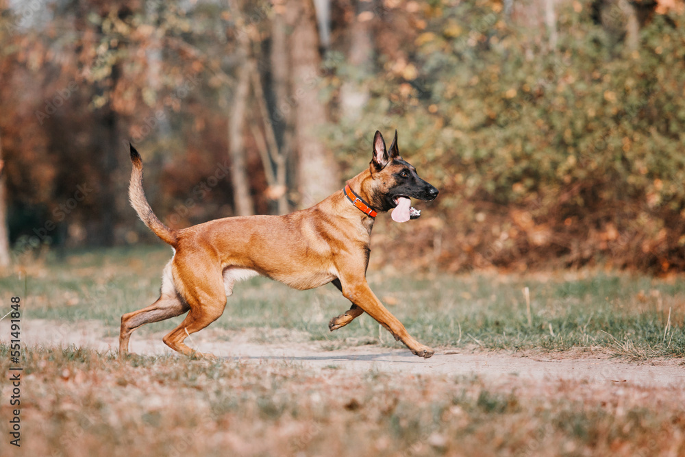 Belgian Shepherd Malinois standing in fallen leaves in the public park. Fall, autumn. Happy dog on the walk