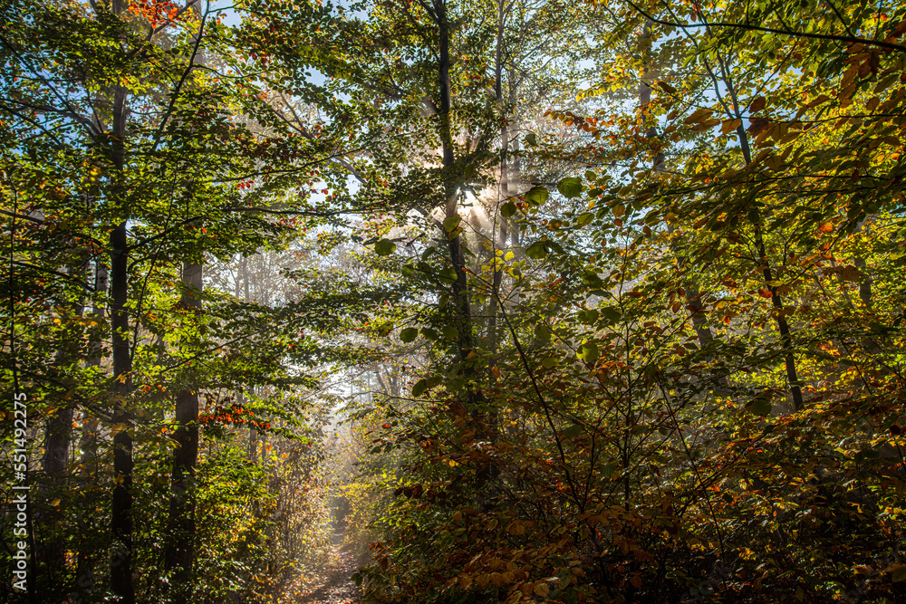 Fototapeta premium sun rays in green forest