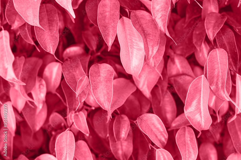 fresh viva magenta foliage background. natural leaves pattern