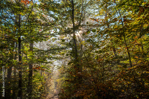 sun rays in green forest