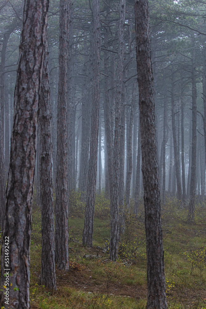 Obraz premium misty autumn forest in the morning