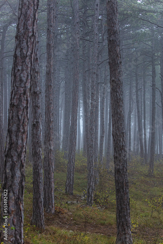 misty autumn forest in the morning