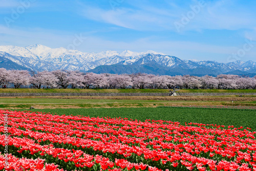 春の四重奏として知られる舟川べり桜並木。朝日、富山、日本。4月中旬。