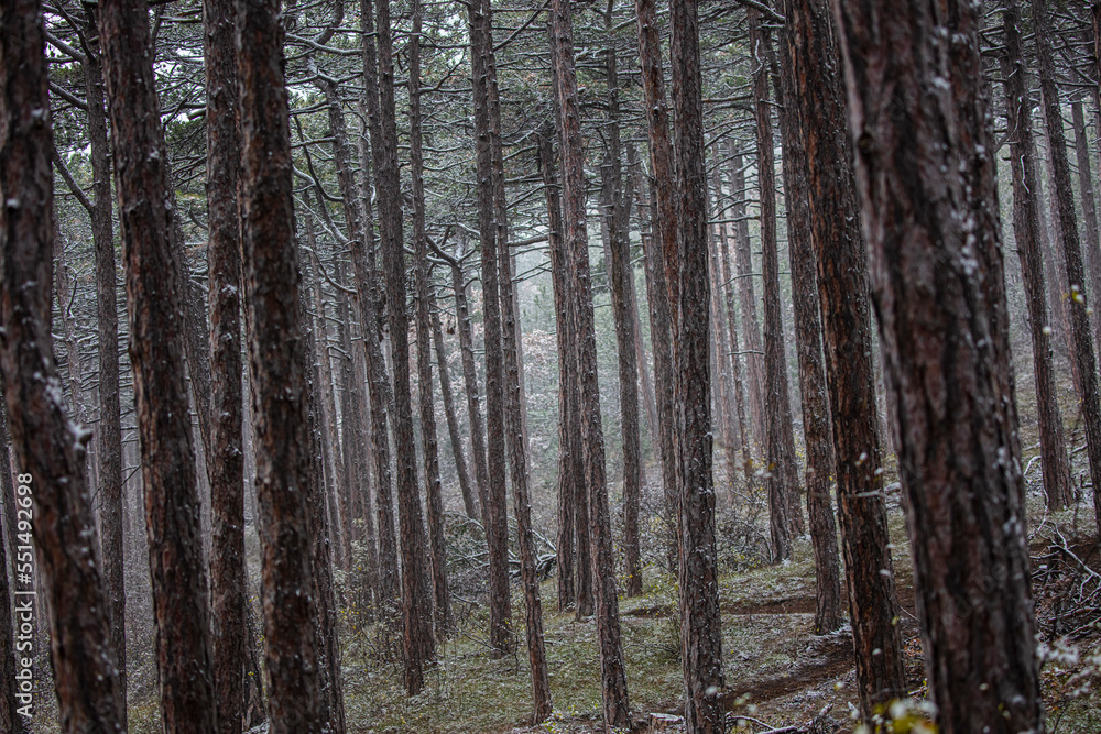 misty autumn forest misty autumn forest