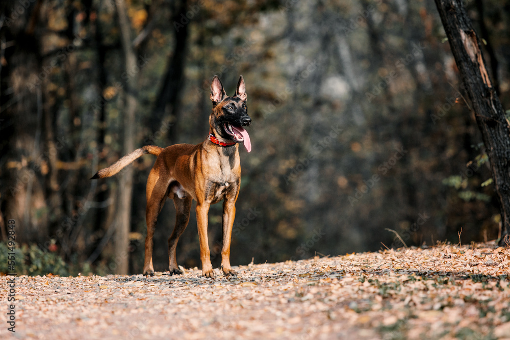 Belgian Shepherd Malinois standing in fallen leaves in the public park. Fall, autumn. Happy dog on the walk