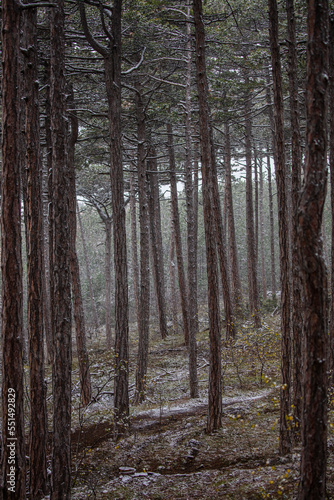 foggy forest in autumn time