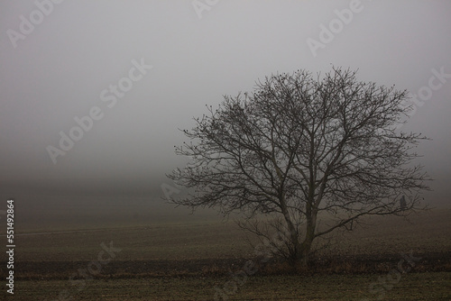 Wallpaper Mural tree in the mist Torontodigital.ca