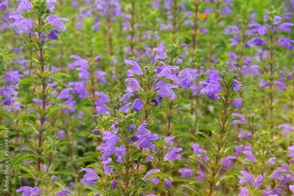 Melissa grown in a rustic farm garden. Melissa flowers in farming and harvesting. Purple flowers into the farmland. Melissa grown in a rustic farm garden. Melissa flowers in farming and harvesting. Purple flowers into the farmland.