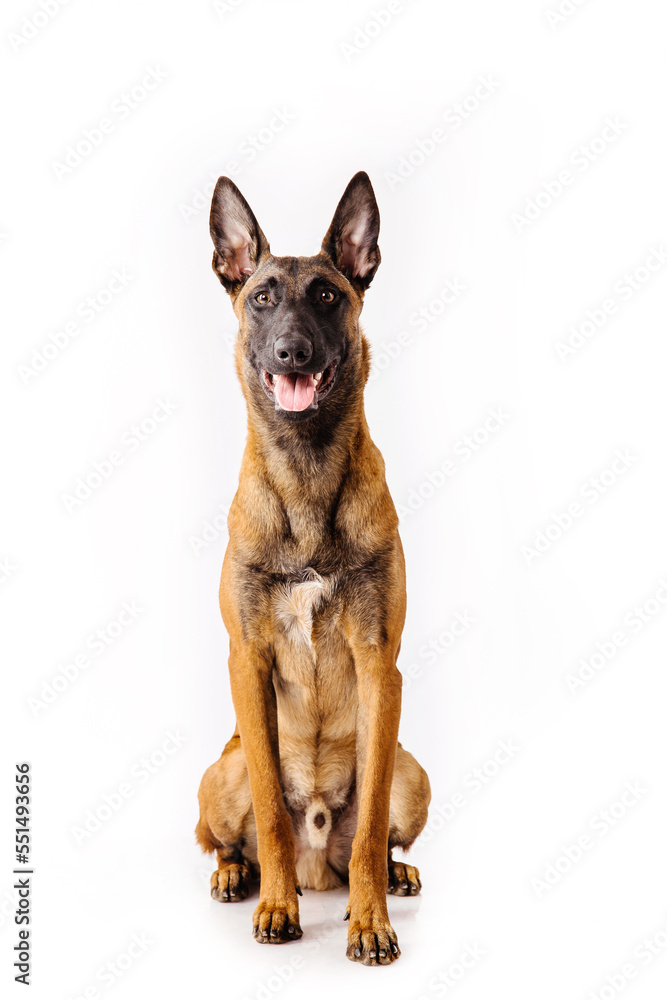 The Belgian Shepherd, The Malinois dog on white The Belgian Shepherd, The Malinois dog on white