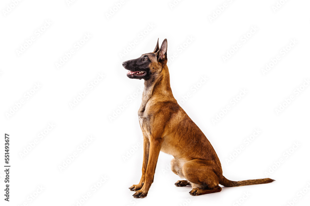 The Belgian Shepherd, The Malinois dog on white The Belgian Shepherd, The Malinois dog on white