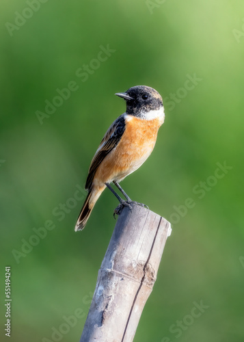Siberian stonechat saxicola maurus, bird is perching on the old trunk with blurred green background. Nature and wildlife concept.