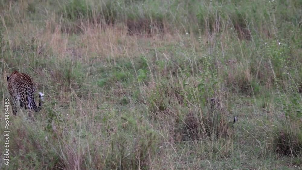 Tracking shot of leopard cub following its mother in African savannah. Gimbal Tracking shot of leopard cub following its mother in African savannah. Gimbal
