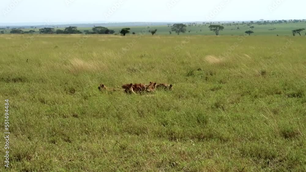 Vultures wait behind lions as they eat prey in Serengeti National Park. Tanzania, Africa Vultures wait behind lions as they eat prey in Serengeti National Park. Tanzania, Africa