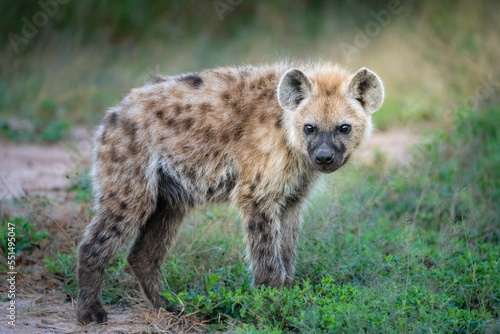 Young Spotted Hyena standing and looking into the camera, Greater Kruger
