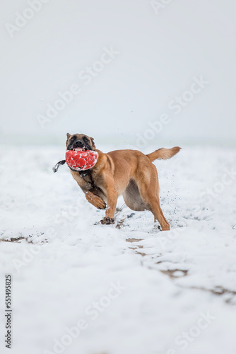 Belgian Shepherd Dog running and jumping. Malinois dog in winter landscape © OlgaOvcharenko