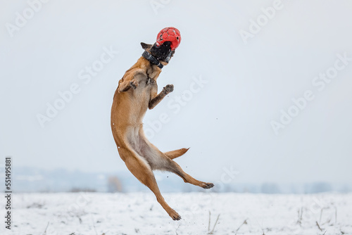 Belgian Shepherd Dog running and jumping. Malinois dog in winter landscape