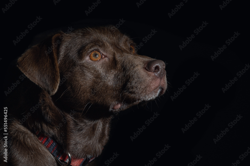 Dramatic portrait of a dog on black background. Cute brown dog over dark background
