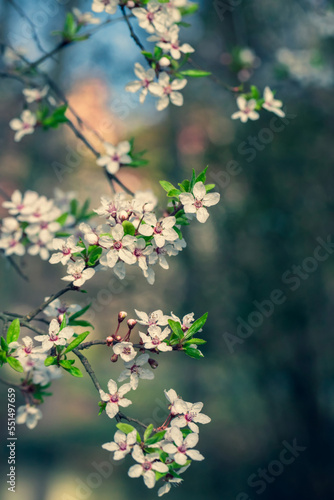 Beautiful floral spring abstract background of nature.