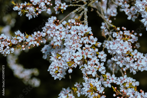 Beautiful floral spring abstract background of nature.