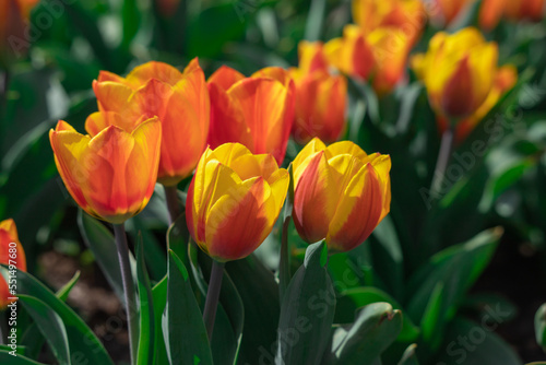 Large orange-yellow tulips in a flower bed.
