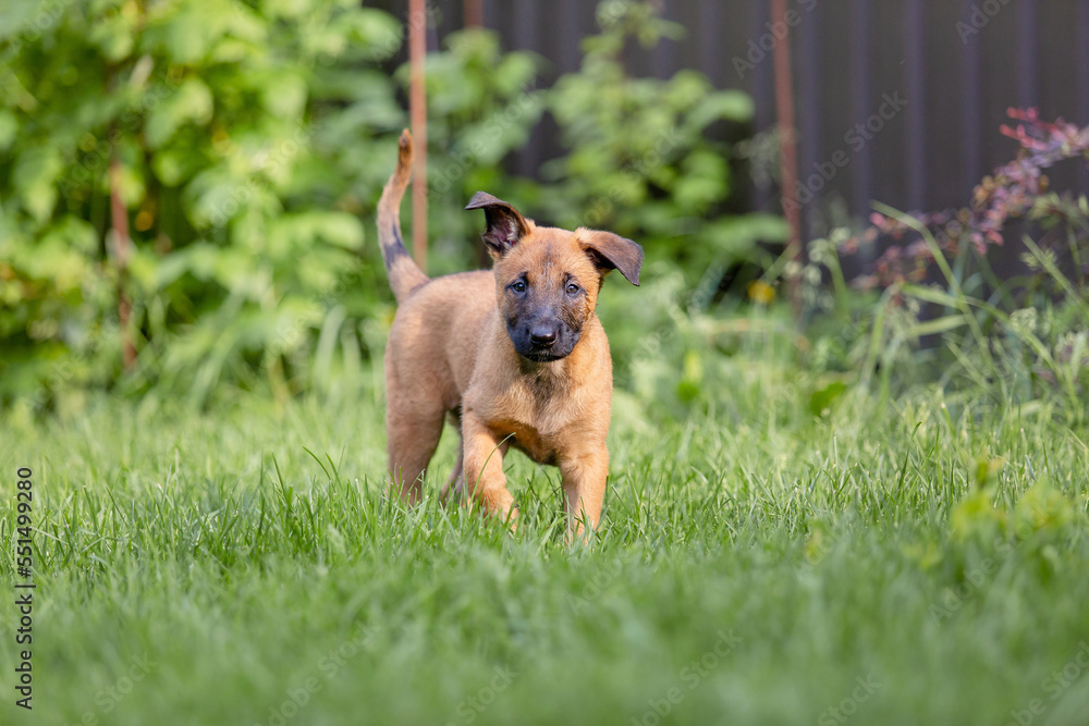 Belgian Shepherd (Malinois) puppy playing on the backyard. Kennel. Dog litter. Puppy on the green grass