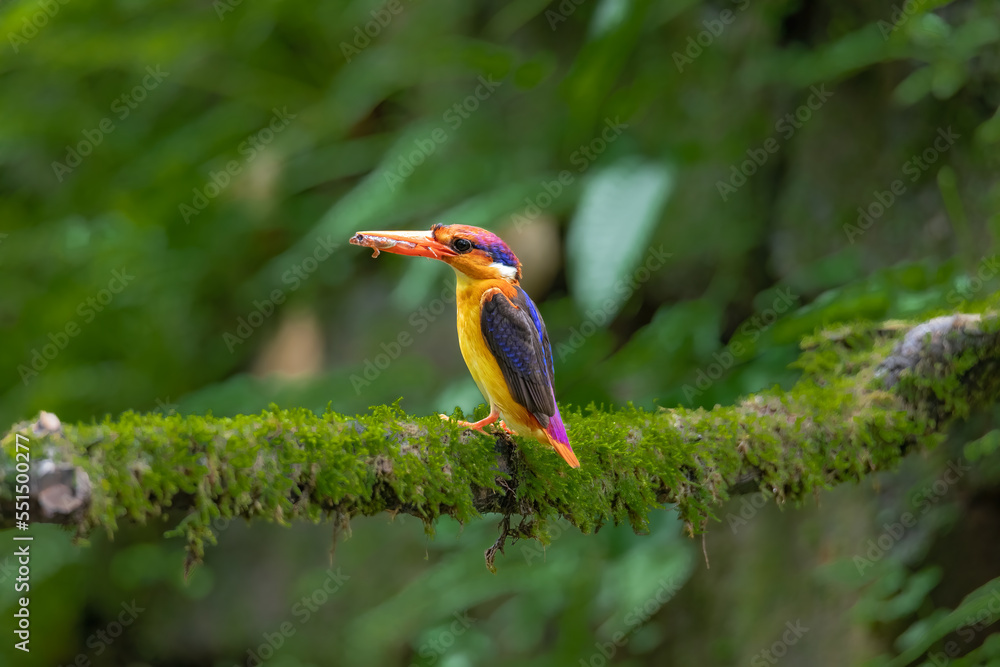 Fototapeta premium Oriental DwarfKingfisher