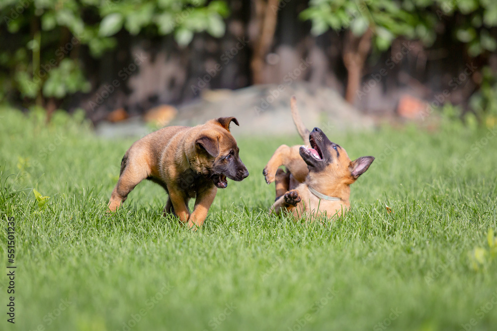 Belgian Shepherd (Malinois) puppy playing on the backyard. Kennel. Dog litter. Puppy on the green grass