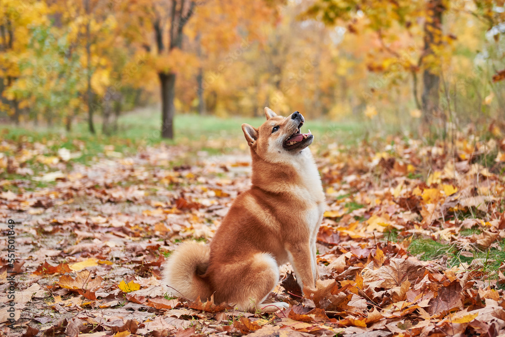 Shiba inu dog in autumn forest