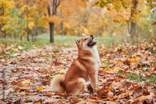 Obraz na płótnie Shiba inu dog in autumn forest w salonie