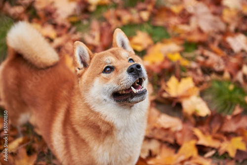 Portrait of a Shiba Inu puppy in the autumn forest