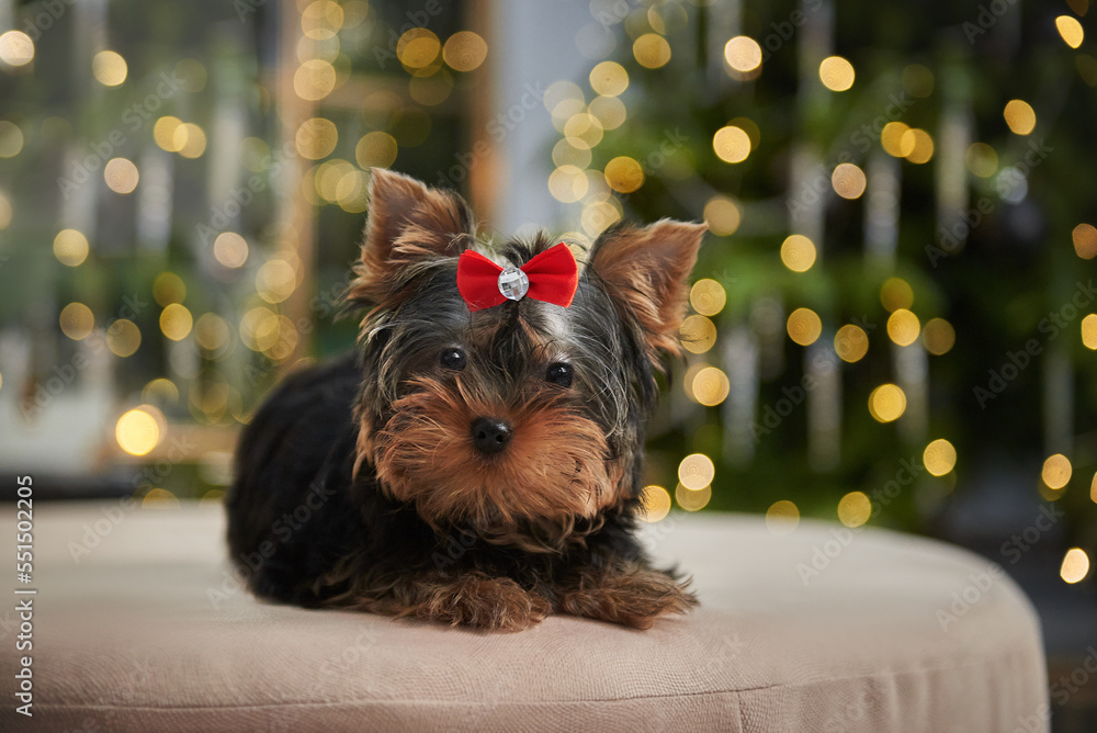 Yorkshire terrier puppy next to a new year or christmas tree