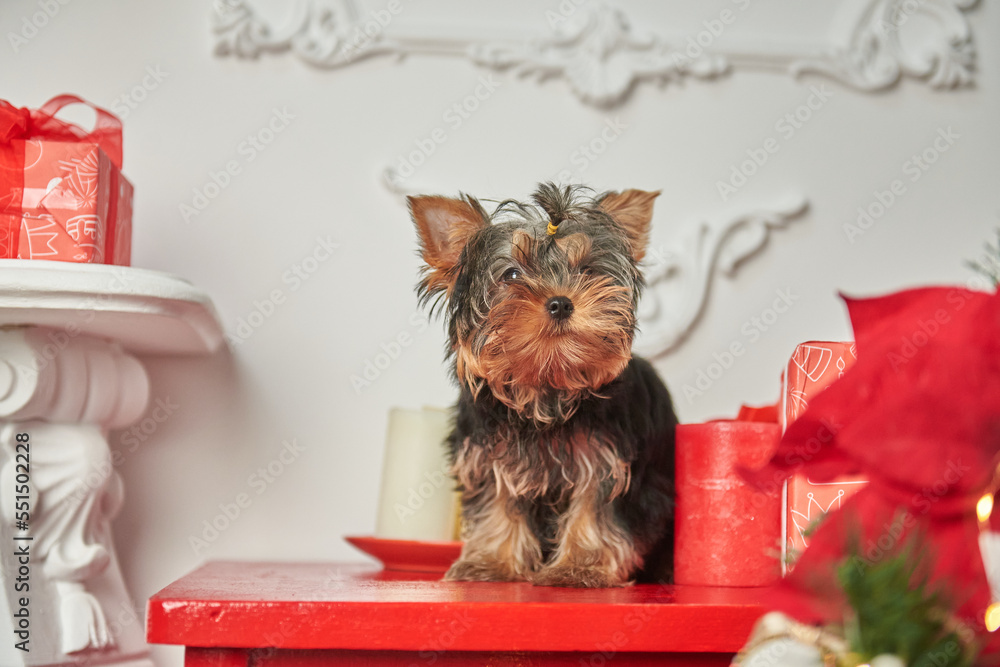 Yorkshire Terrier puppy in a New Year