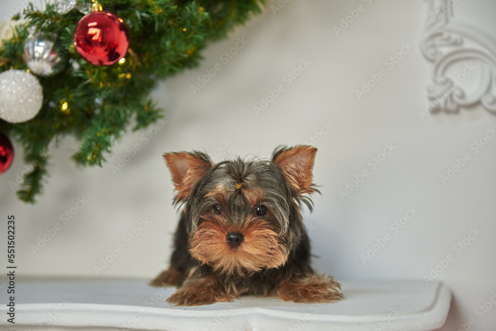 Portrait of a Yorkshire Terrier puppy in a New Year's decor