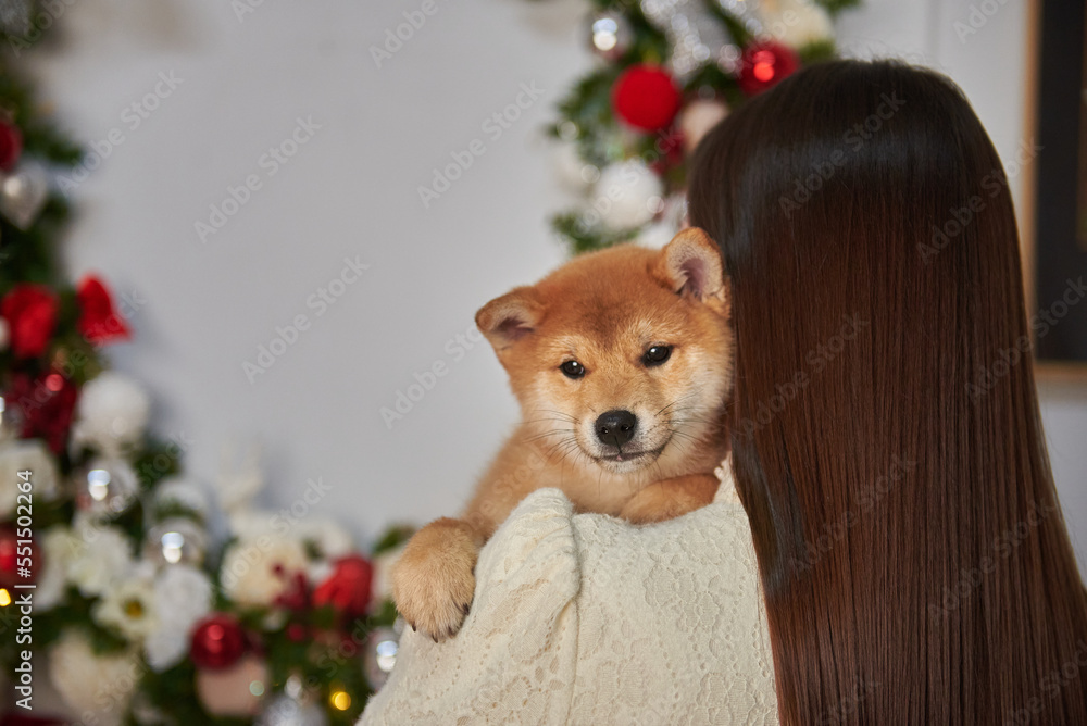 Woman holding Shiba Inu puppy in her arms, New Year and Christmas gift