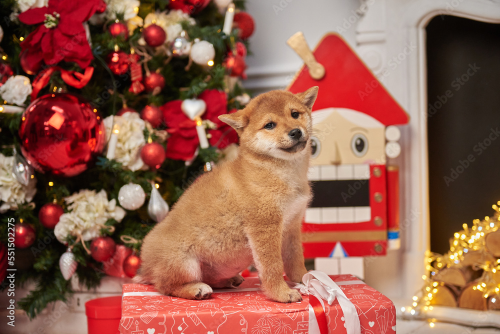 Portrait of a Shiba Inu puppy in a New Year's decor