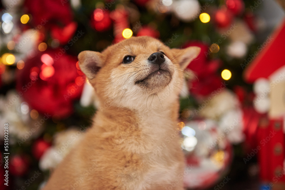 Shiba inu puppies next to a new year or christmas tree