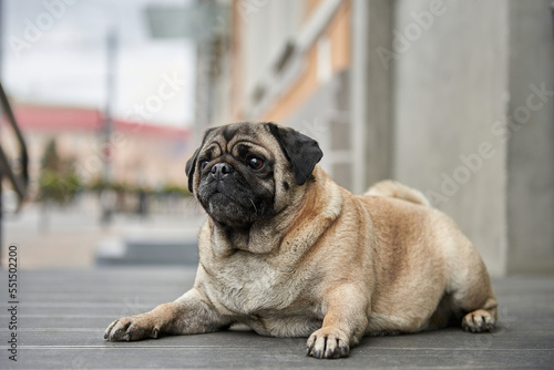 Obraz na płótnie Pug breed dog lies near the entrance to the cafe, dog friendly cafe w salonie