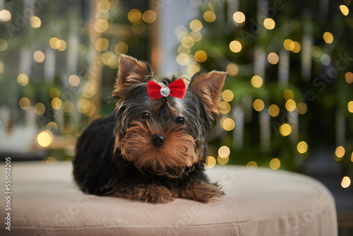 Obraz na płótnie Yorkshire terrier puppy next to a new year or christmas tree w salonie