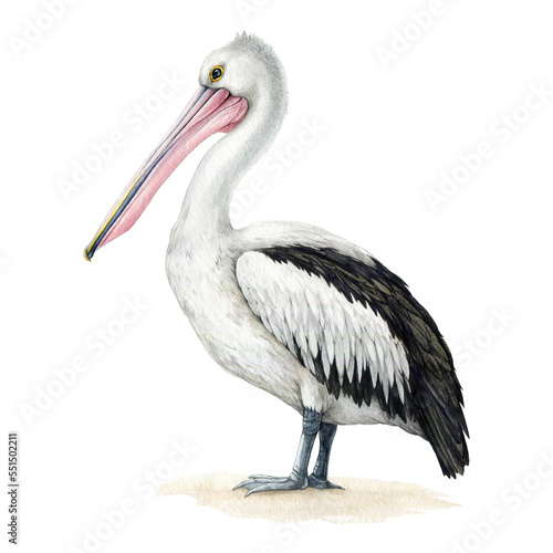 Pelican bird watercolor illustration. Hand drawn Pelecanus conspicillatus avian. Beautiful Australian pelican wildlife animal. Australia native bird side view. photo