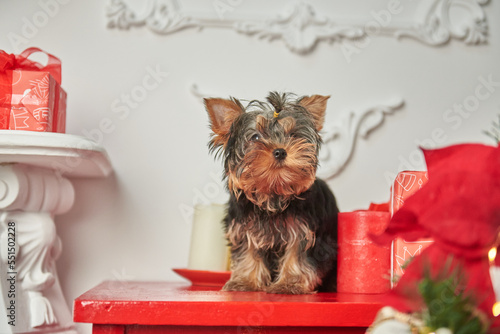 Obraz na płótnie Yorkshire Terrier puppy in a New Year w salonie