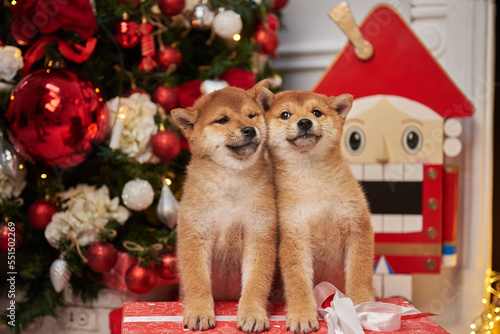 Shiba inu puppies next to a new year or christmas tree