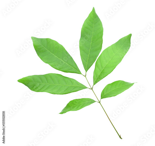 Leaf of longan fruit isolated transparene png